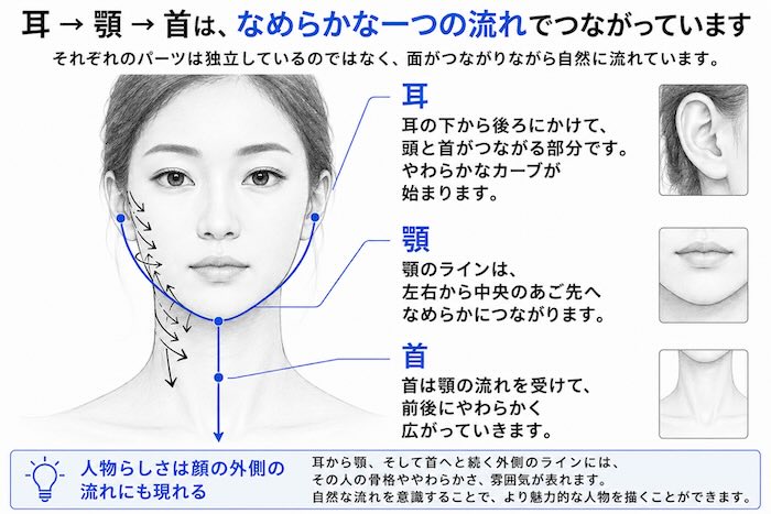 人物画における耳から顎と首へ続く顔の外側の流れを正面から解説した図