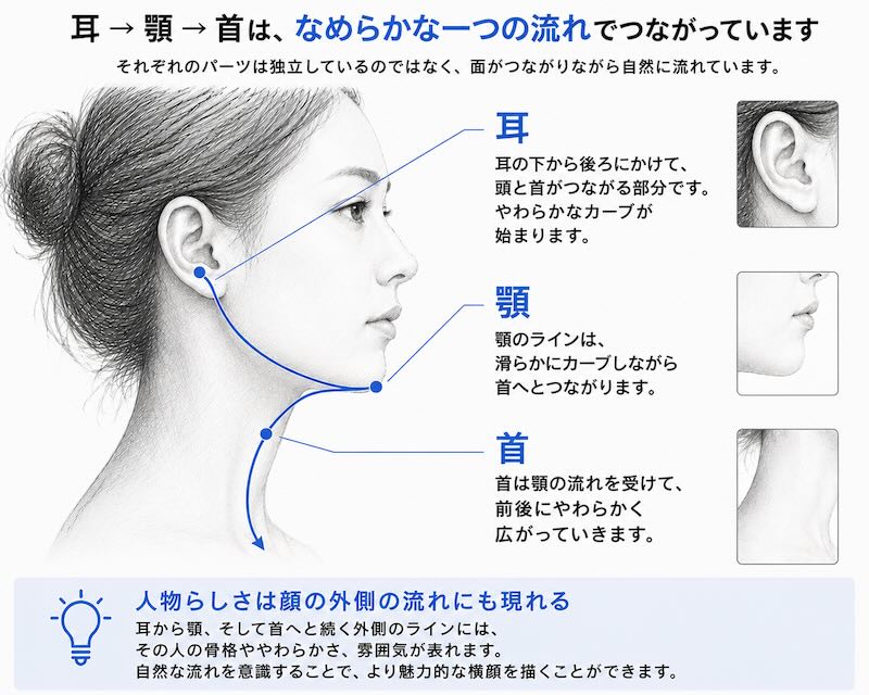 人物画における耳から顎と首へ続く顔の外側の流れを解説した図