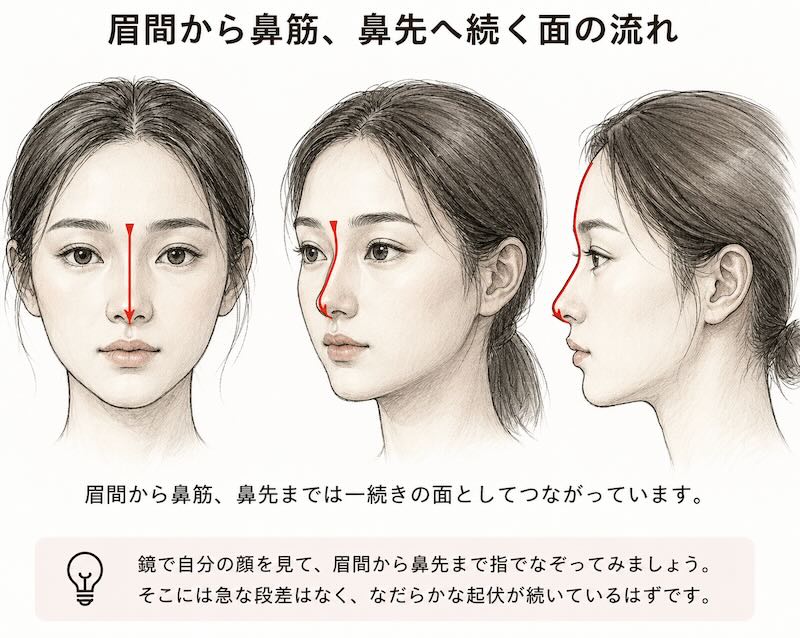 人物画の描き方で重要な眉間から鼻筋、鼻先へ続く顔の面の流れを示した図