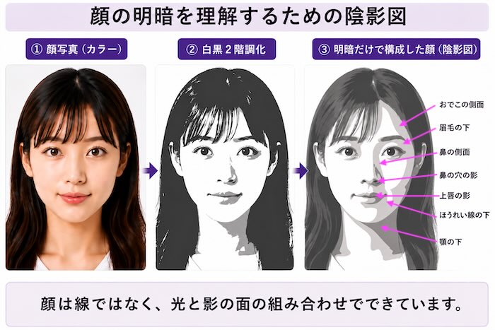 人物の明暗を理解するための顔の陰影図
