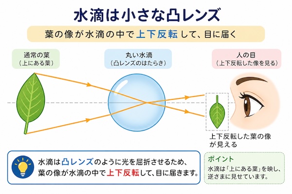 水滴が凸レンズのように働き、葉の像が上下反転して目に届く仕組みの図解