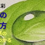 透明水彩で葉の上の水滴を描きながら透明感の表現方法を学ぶアイキャッチ画像