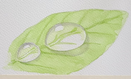 透明水彩で屈折した葉脈と明部を描き、水滴の透明感を表現する工程