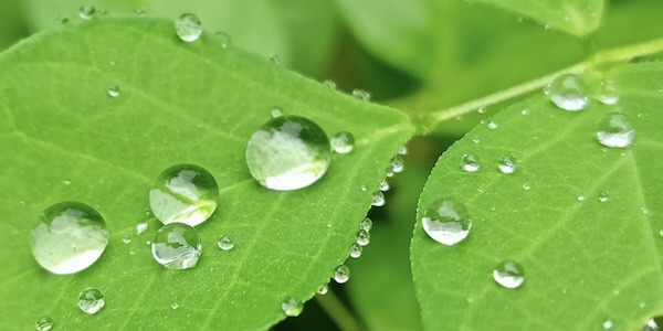 葉の上に付いた透明な水滴と光の反射