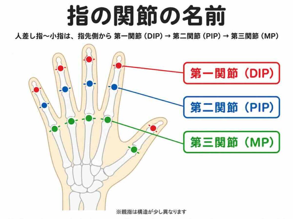 手のデッサンで使う第一関節DIP・第二関節PIP・第三関節MPの位置を示した図