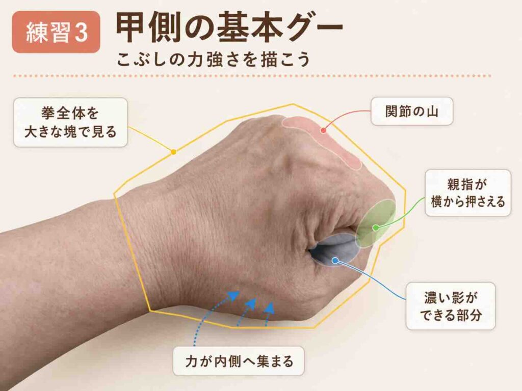 甲側の握りこぶしを大きな塊として捉え、関節の山や親指の重なり、濃い影を示したデッサン解説図