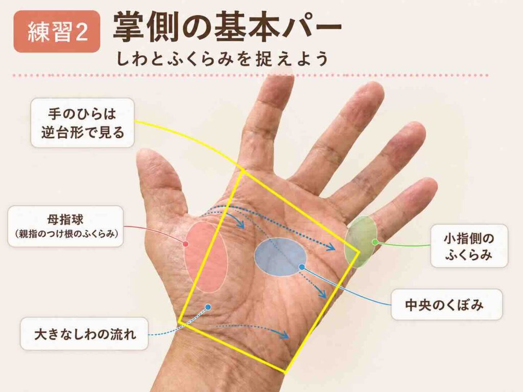 手のひらの母指球・小指側のふくらみ・中央のくぼみ・しわの流れを示した手のデッサン解説図