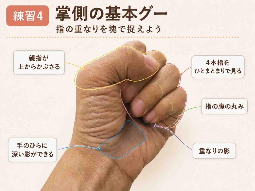 掌側の握りこぶしで親指と4本指の重なり、指の腹の丸み、手のひらの影を示したデッサン解説図