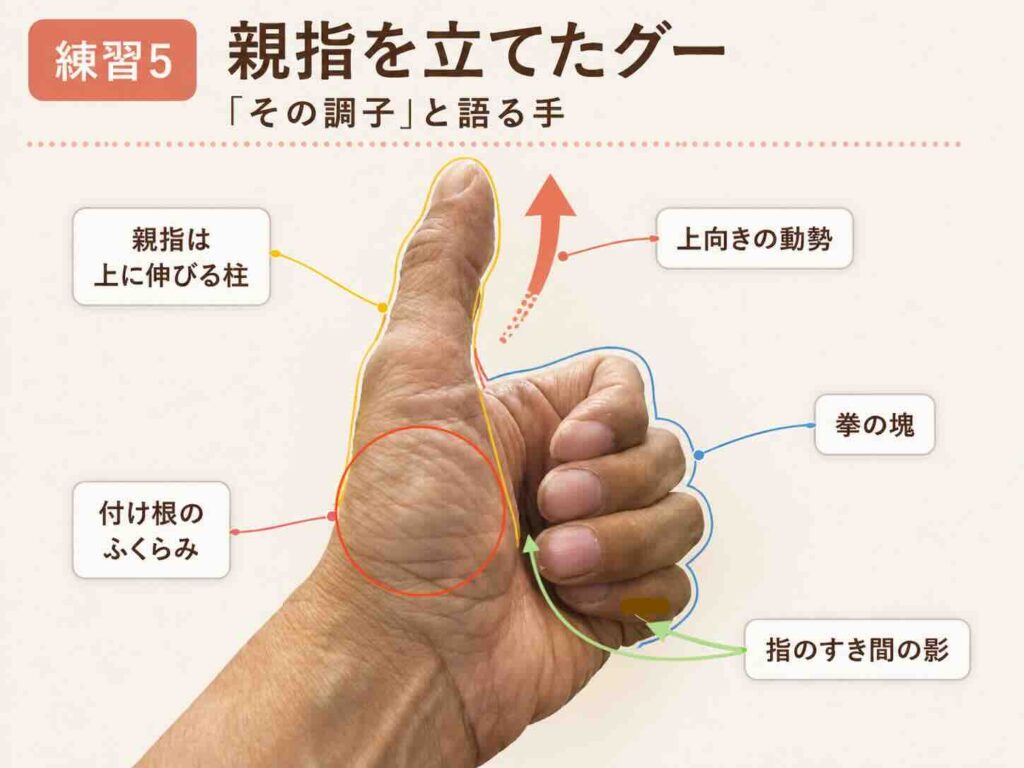 親指を立てたグーで拳の塊、親指の付け根のふくらみ、上向きの動勢を示した手のデッサン解説図