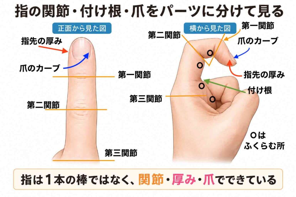 指1本の正面図と横から見た曲げた指を並べ、第一関節・第二関節・第三関節・付け根・指先の厚み・爪のカーブを示したデッサン練習用の解説図